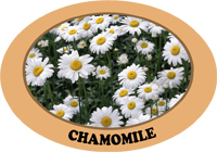 chamomile.jpg