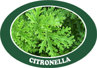 citronella.jpg