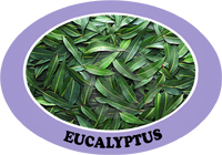 eucalyptus.jpg