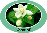 jasmine-1.jpg