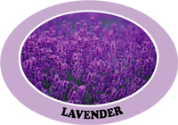 lavender1.jpg