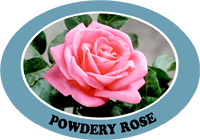 powdery rose.jpg