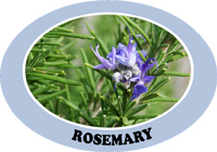 rosemary.jpg