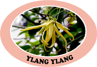 ylang-ylang.jpg